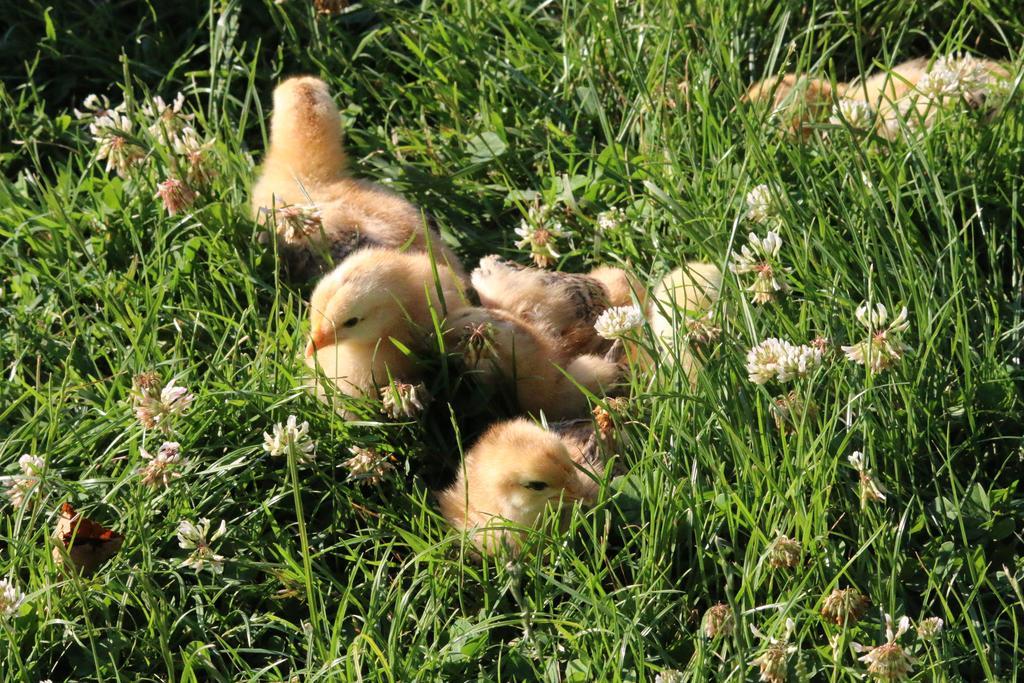 Agriturismo Valdifiori Sassoferrato Zewnętrze zdjęcie